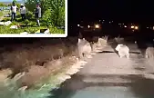 Van'da ayılar arı kovanlarını hedef aldı
