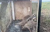 Van'da kaçak avcılara ceza