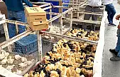 Van'da tavuk ve civcive talep arttı
