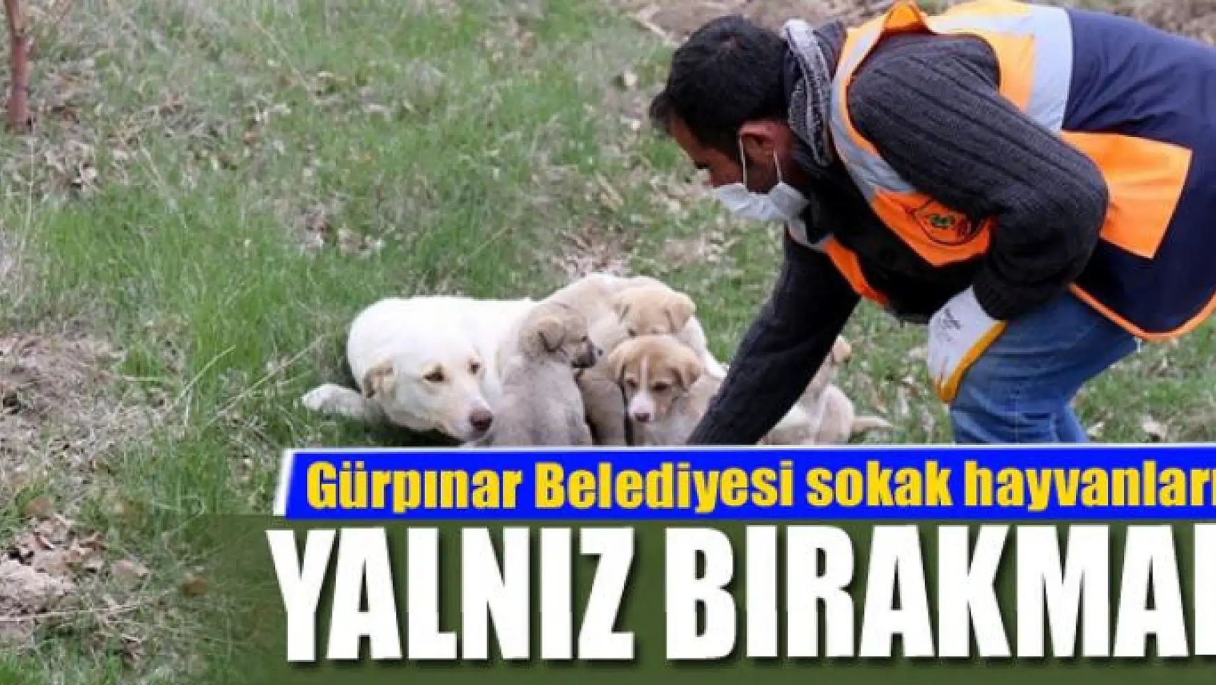 Gürpınar Belediyesi sokak hayvanlarını yalnız bırakmadı