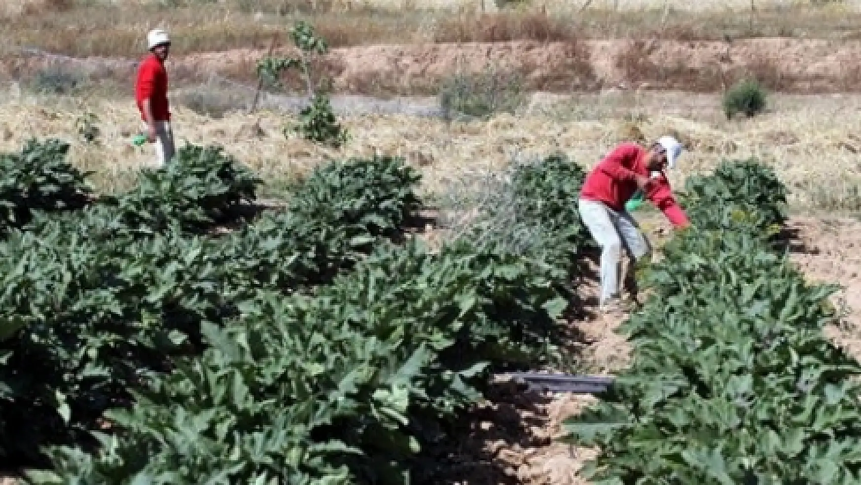 Çiftçilere 100 lira küçük aile işletmesi desteği