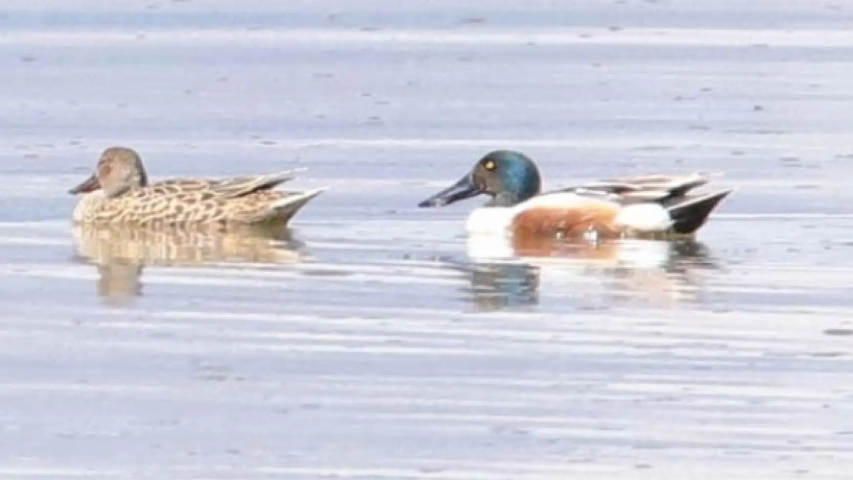 Erçek Gölü 350 kuş türünü barındırıyor