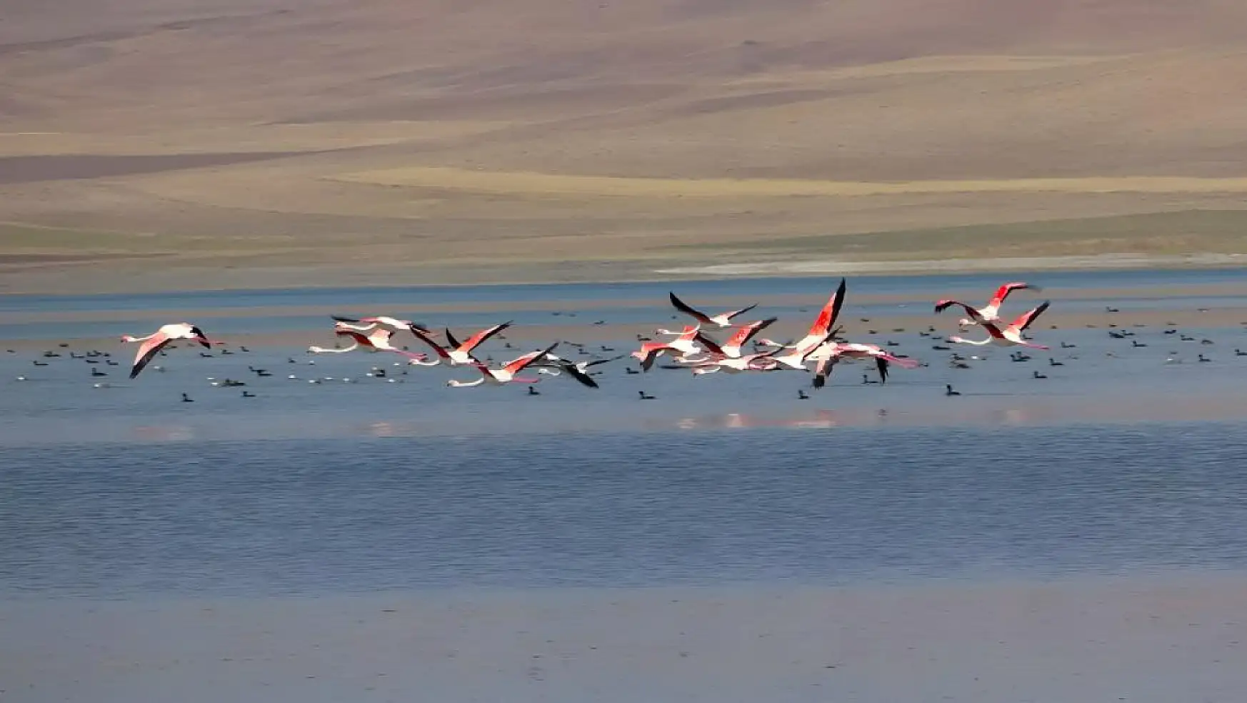 Erçek Gölü kıyısında Flamingoların görsel şöleni