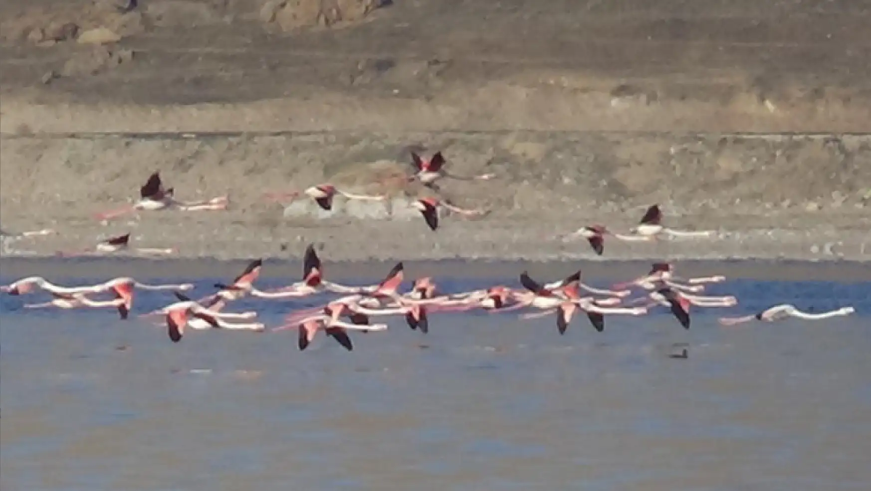 Flamingolar Van'da