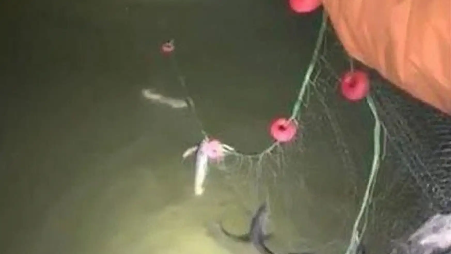 Kaçak avlanan canlı balıklar yeniden suya bırakıldı