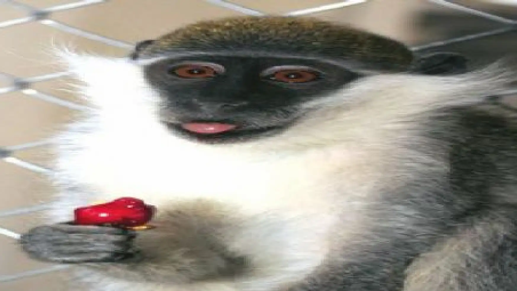 Van'da Pet Shoplara Maymun Baskını