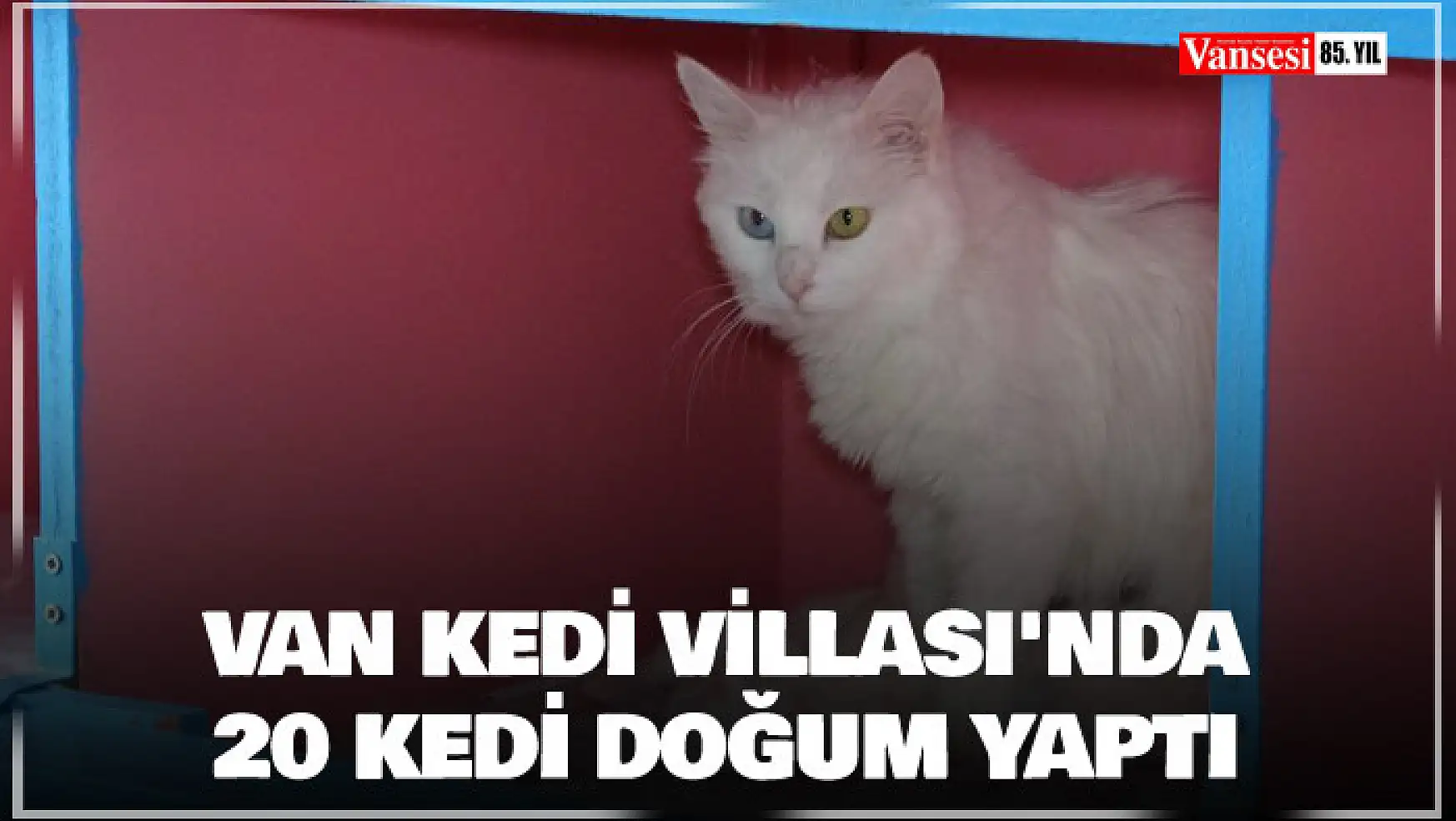 Van Kedi Villası'nda 20 kedi doğum yaptı