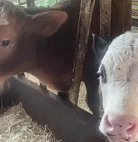 ABD Tarım Bakanlığı: Türkiye'de yıllık 400-500 bin buzağı ölümü oluyor