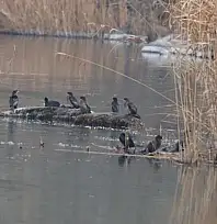 Ağrı Dağı eteklerinde kuş cenneti