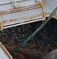 Araklı Limanı'nda hafta sonu hamsi yoğunluğu