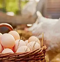 Aralık ayında tavuk eti üretimi 253 bin 993 ton oldu