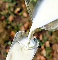 Aralık ayında ticari süt işletmelerince 930 bin 898 ton inek sütü toplandı