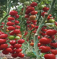 Atıl araziler üretime kazandırılıyor: Fide başvuruları başladı