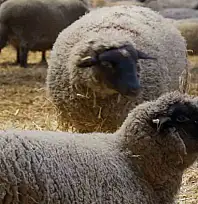 Bandırma koyunu ırk tesciline gün sayıyor