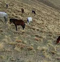 Başıboş bırakılan at ve eşekler hem trafiği hem yaban hayatını tehdit ediyor