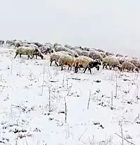 Başkale beyaza büründü