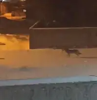 Başkale'de aç kalan kurtlar ilçeye indi