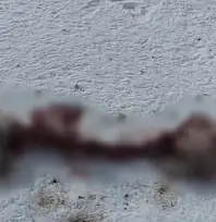 Başkale'de aç kalan kurtlar köpeği parçaladı