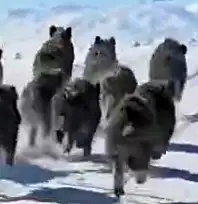 Başkale'de domuz sürüsü görüntülendi