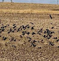 Başkale'deki çiftçilerin kargalarla başı belada