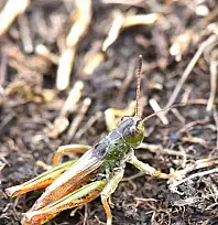 Bilim insanları yeni bir çekirge cinsi keşfetti