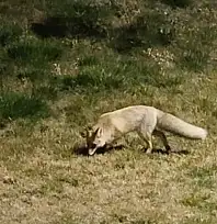 Bitlis sokaklarında tilkiler görüntülendi