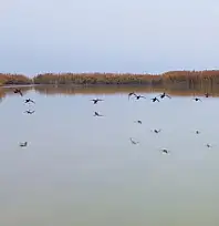Bitlis'ten göç etmeyen kuşlar sıcak sulara sığındı