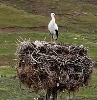 Budaklı köyünde göç etmeyen leylek yıllardır aynı yuvada