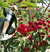 Çiftçiye büyük destek: Sertifikalı meyve fidanı 18 TL'ye dağıtılacak