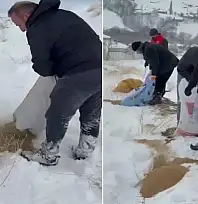 Dağ keçileri için yem bırakıldı