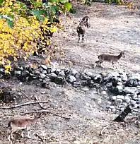 Dağ keçileri sonbahara renk kattı
