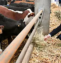 Düve Üretim Merkezi hayvancılığa büyük katkı sağlayacak