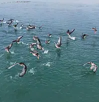 Erçek Gölü'nün misafirleri havadan görüntülendi