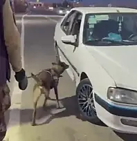 Erzurum'da araçta gizlenmiş uyuşturucuyu 'Magnum' buldu