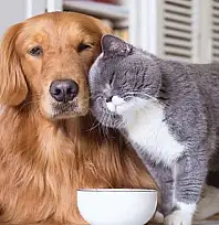 Evcil hayvan sahiplerine uyarı