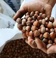 Fındık ihracatında Eylül ayında yüzde 56 düşüş