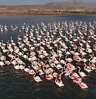 Flamingolar, Erçek Gölü'ndeki konaklama süresini uzattı