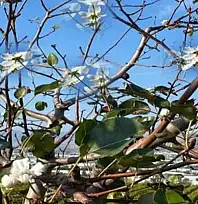 Gevaş'ta armut ağacı Aralık ayında çiçek açtı