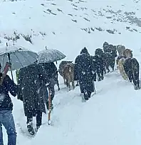 Hakkari'de dağda mahsur kalan sürü kurtarıldı