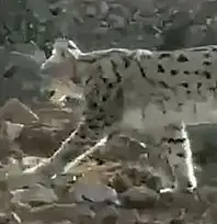 Hakkari'de vaşak görüntülendi