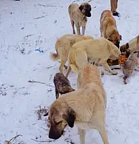 Hayvanseverlerden duyarlılık çağrısı: Doğaya yem bırakın