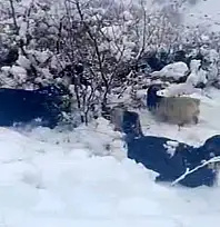 Hizan'da kar yağışı, sürüyü hazırlıksız yakaladı