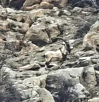 Hizan'da nadir görülen dağ keçileri görüntülendi