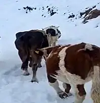 Hizan'da yayladaki hayvanlar kara hazırlıksız yakalandı
