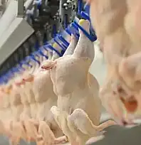 Kanatlı eti ihracatı durduruldu