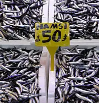 Karadeniz son 35 yılın en bereketli hamsi sezonunu yaşıyor