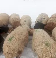 Karla birlikte Türkiye'nin en yüksek köyü Kışkılı'da besiciler zor durumda kaldı