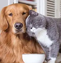 Kasım'da en çok evcil hayvanlar ile ilgili ürünler pahalandı