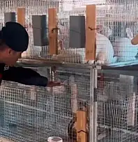 Kızıl şahin emin ellerde