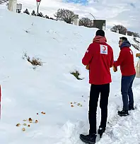 Kızılay Erciş Şubesi, sokak hayvanlarına yardım eli uzattı